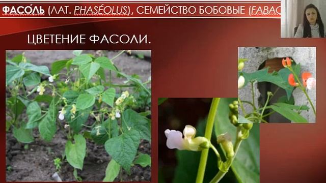 Предмет: Растениеводство смотреть онлайн