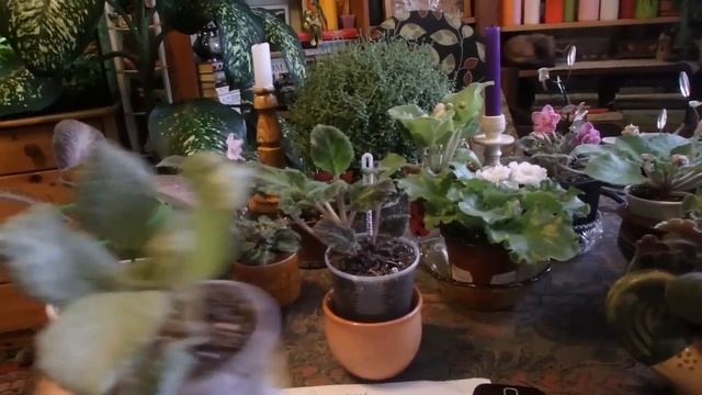 комнатные растения в ноябре смотреть онлайн
