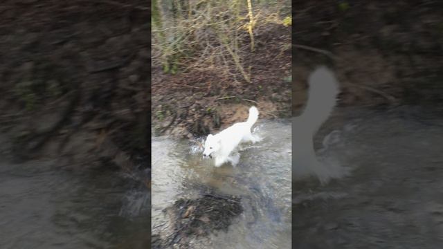 Gary (Weisser Schweizer Schäferhund), von 7 Monate bis 15 Monate смотреть онлайн
