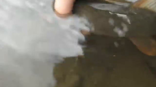 усач речной смотреть онлайн