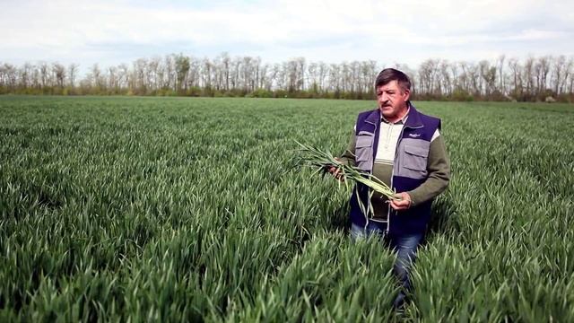Состояние тритикале в период аномальных погодных условий смотреть онлайн