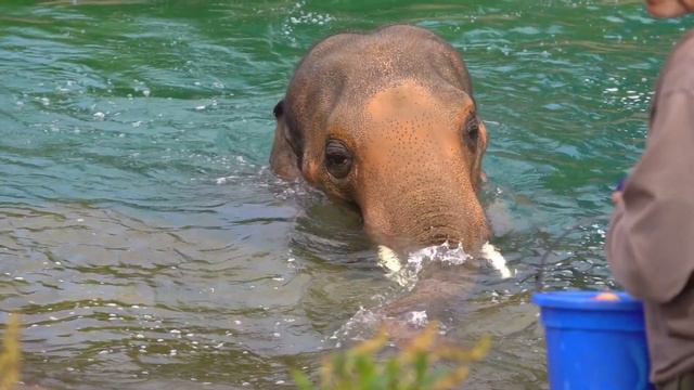 Громкий звук издает слон своим хоботом.Голос слона смотреть онлайн