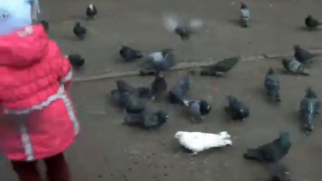 Самые сытые голуби смотреть онлайн