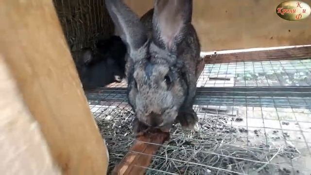Строительство курятника, готовим основание под крольчатник, обзор наших кроликов смотреть онлайн