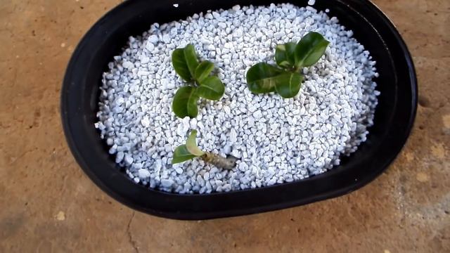 Rooting Adenium cuttings смотреть онлайн