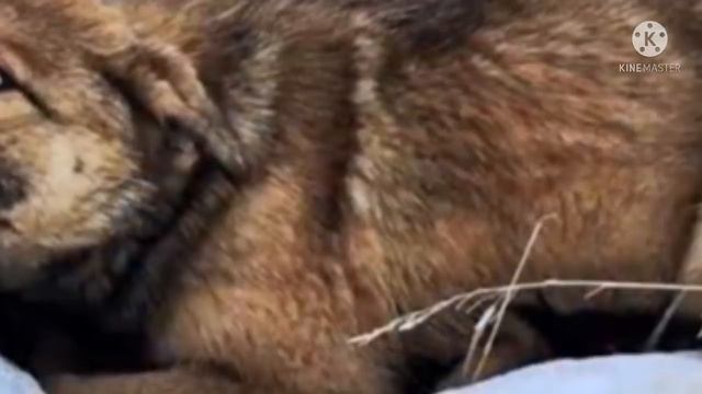 Малыш лежал в снегу на обочине дороги, и плакал от боли, не в состоянии двигаться… смотреть онлайн