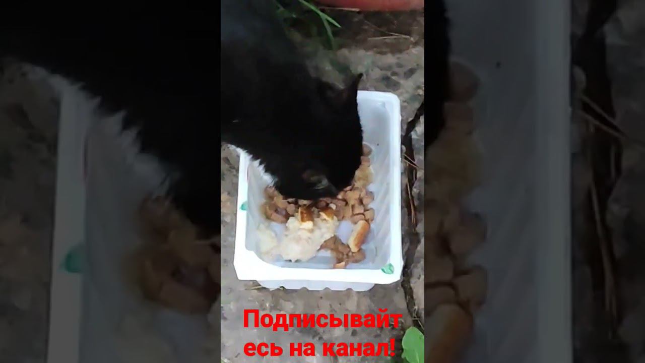 Белая лапка кушает! смотреть онлайн