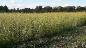 Суданка на сено