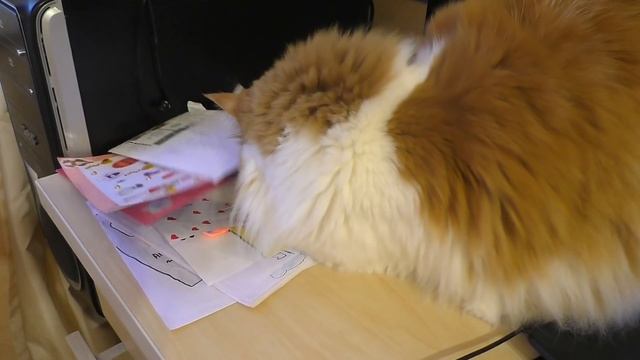 КУПАЕМ МОРСКУЮ СВИНКУ / ПЛАНЫ НА НОВЫЙ ГОД / EASY ROSE смотреть онлайн