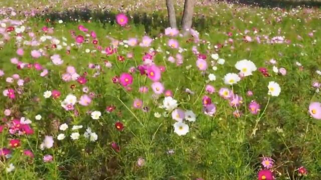 О , нана ! смотреть онлайн