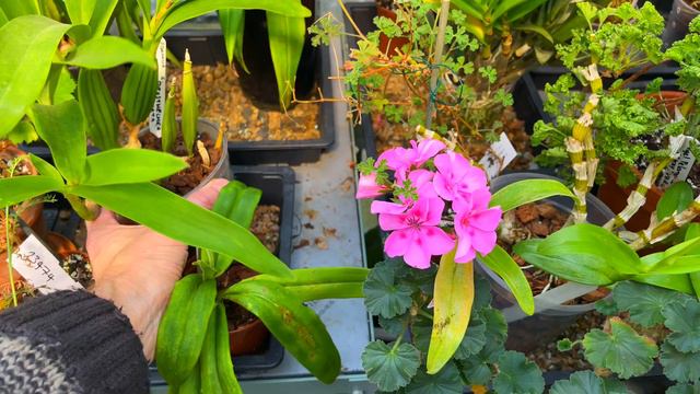 Should I STOP Growing ORCHIDS? (Or Is It Covid Brain Fog?!)
