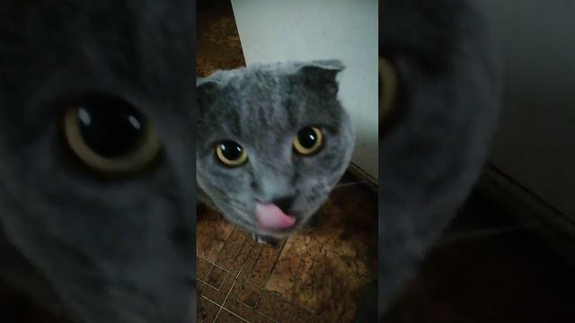 Сытый кот. Облизывается😺 смотреть онлайн