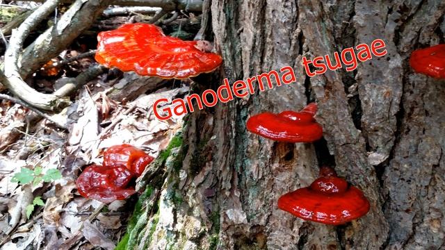 Трутовик плоский Ganoderma applanatum Влияние биологически активных веществ на иммунитет смотреть онлайн