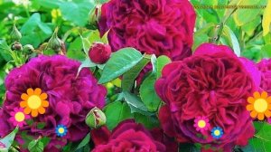 Роза английская кустовая Вильям Шекспир. Краткий обзор, описание rosa William Shakespeare