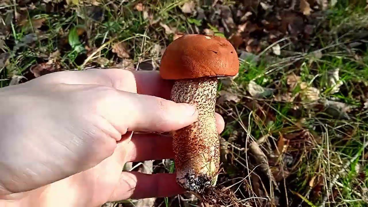 Тихая охота за подосиновиками смотреть онлайн