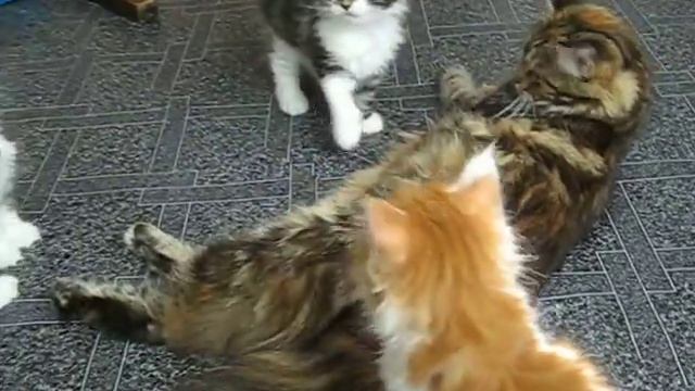 Кошка мейн-кун Джувела и ее котята (24coon.ru) смотреть онлайн