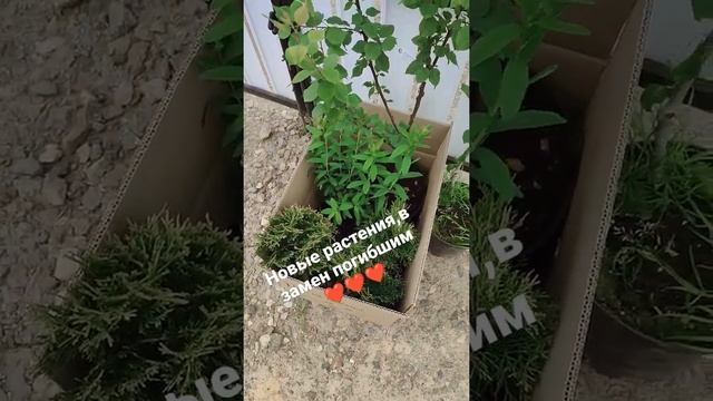 новые растения на даче #shorts #tiktok #белгород #дача #деревня #6на6 #домик #деревенскийблокнот смотреть онлайн