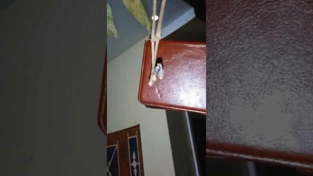 House fly mating on syzygium tree смотреть онлайн