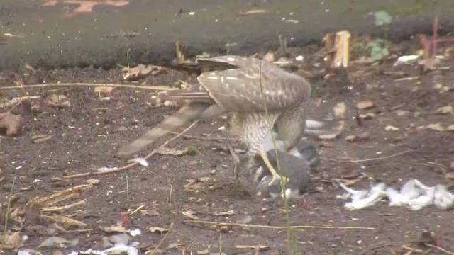 Ястреб в городе #Shorts смотреть онлайн