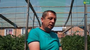 Жестко утонули томаты. Фитактив ЭКСТРА стимуляторы корня