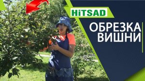 Правильная Обрезка Вишни