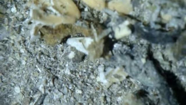 Мучные жуки (хрущи) дали первое потомство смотреть онлайн