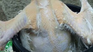 Как ощипать Гуся быстро//Как собрать перо Гуся//Гусиный пух перо