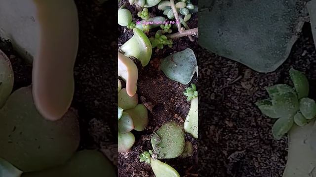 مجموعتي من العصاريات #echveria #اشيفيريا #_tectorum_Sempervivum_المخلدة #adromischus_cooperi смотреть онлайн
