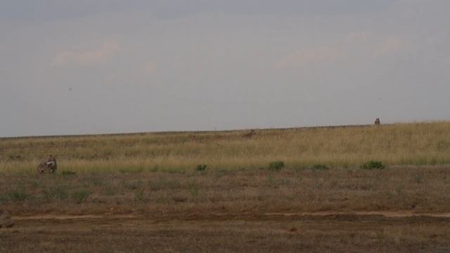 Был окружен волками в степи и трое суток пришлось просидеть на одном месте, без движения, чуть дыш смотреть онлайн