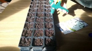 Посев ибериса вечнозеленого на рассаду/Два способа выращивания