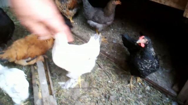 В гостях у лохмоногих курочек. смотреть онлайн