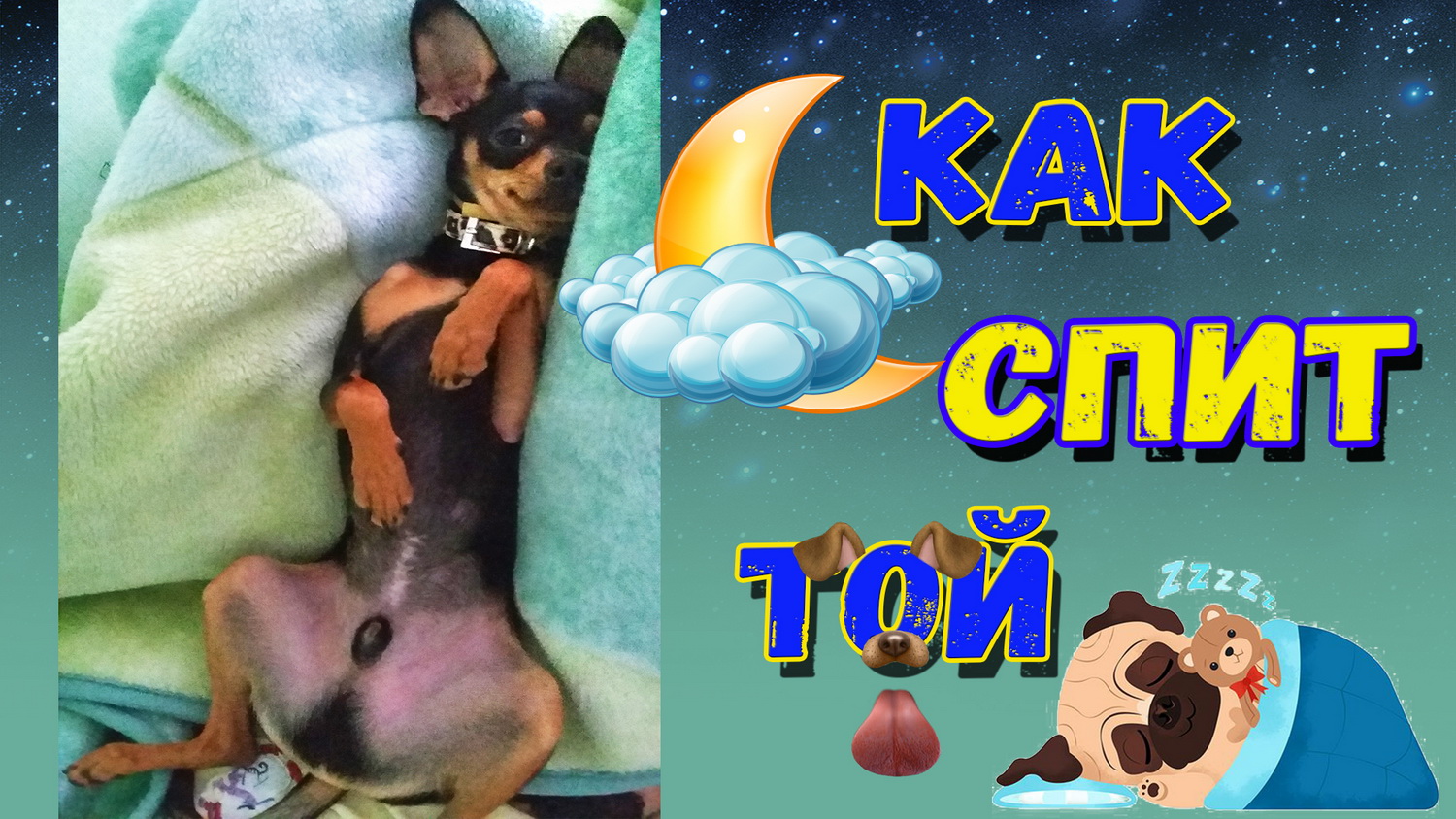Позы для сна от Тоя или Как спит той-терьер смотреть онлайн