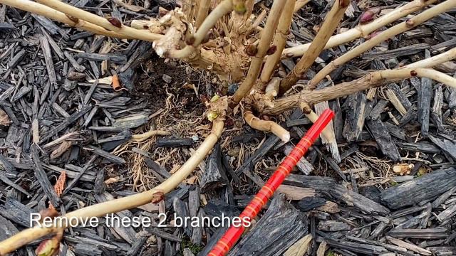 Make Room For New Shoots From Ground, "Let's Dance, Blue Jangles" Hydrangea - March 9 смотреть онлайн
