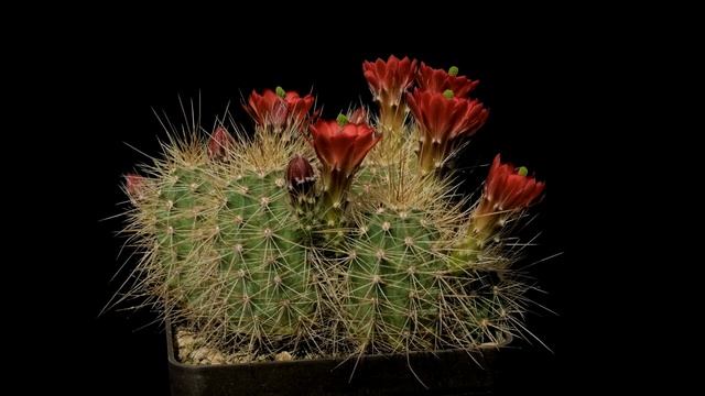 Echinocereus coccineus, USA, New Mexico, Torrance County смотреть онлайн