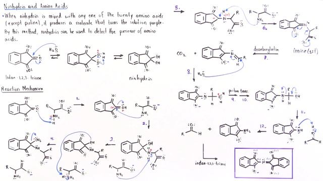 Ninhydrin And Amino Acids