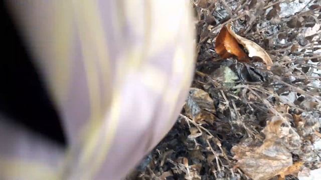 Хризантема мультифлора в марте в грунте. смотреть онлайн