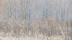 Ловля щеглов        12 12 2019