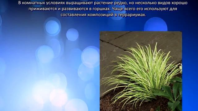 Аир смотреть онлайн