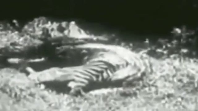 Giant Anaconda vs Jaguar Python vs Tiger Python vs Leopard 2016 смотреть онлайн