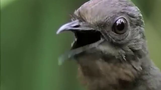 The Amazing Lyrebird Of Australia - Unseen Footage
