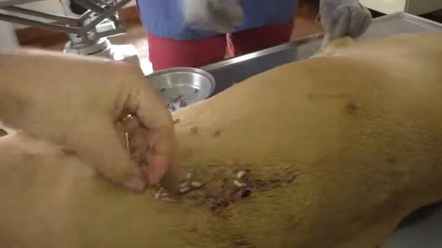 Remove mangoworms from dog - Remove mango worms from dog skin Удалите манговых червей с кожи собаки смотреть онлайн