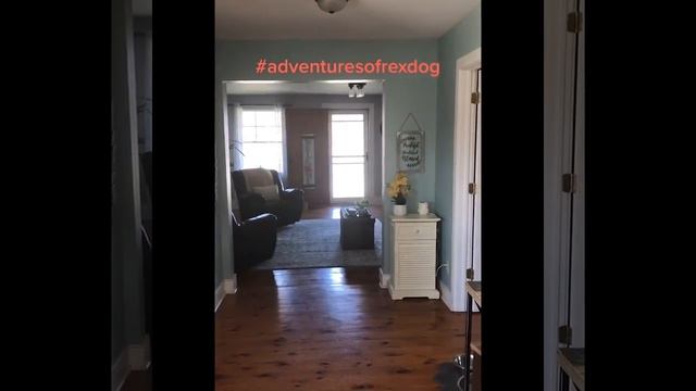 Funniest Animals ? - Best Of The 2020 Funny Animal Videos ? - Cutest Animals Ever.mp4