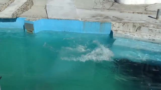 Белый медведь купается. 1 смотреть онлайн