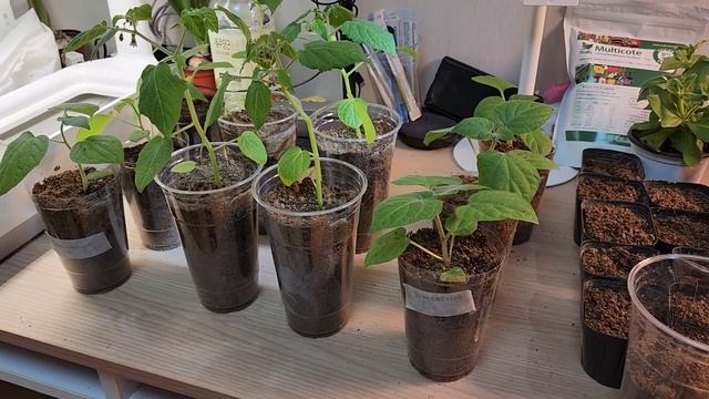 Пикирую физалис и клубнику. Тестирую 3 сорта физалиса.