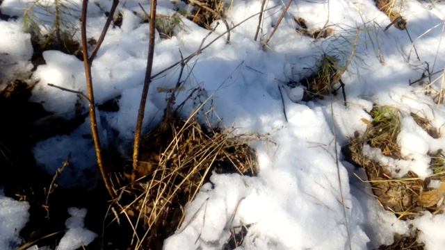 Певчий Дрозд . Ловля певчего дрозда с песней на токовом участке . смотреть онлайн