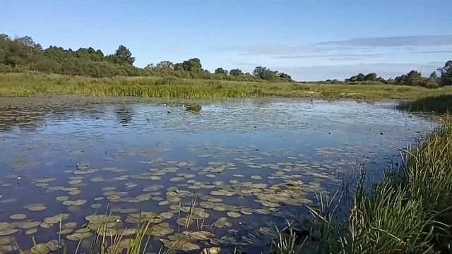 Натаска спаниелей по утке смотреть онлайн