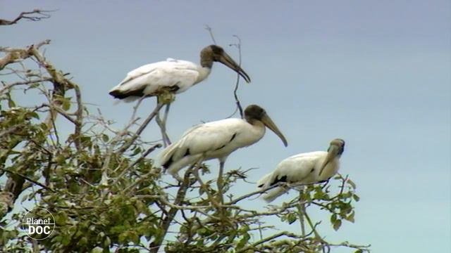 Orinoco Basin. Venezuela - Part 1 смотреть онлайн