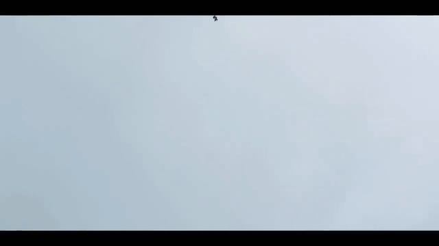 Сокол Сапсан и Ястриб Тетеревятник атакуют моих голубей! Falcon Peregrinus Goshawk Attack Pigeons!