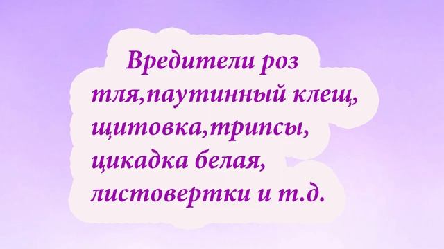 РОЗЫ.Биопрепараты для защиты от болезней и вредителей.Почему болеют наши розы? Какие ошибки делаем? смотреть онлайн