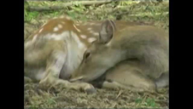 Участник №4 смотреть онлайн